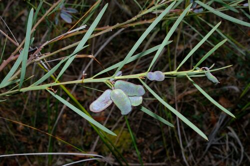 Acacia suaveolens, photograph 6