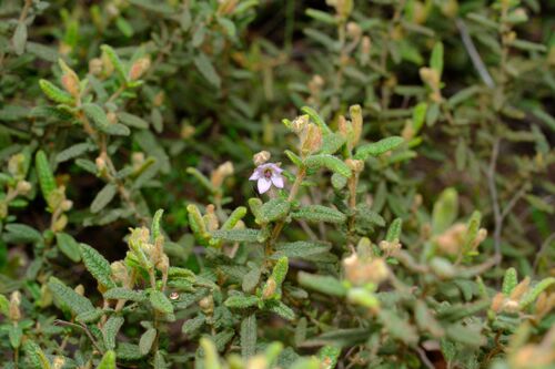 Thomasia petalocalyx, photograph 4