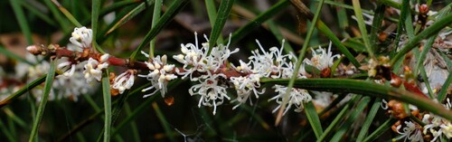 Hakea ulicina, photograph 5