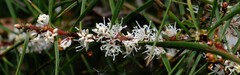 Hakea ulicina, photograph (c) Peter Crowcroft, some rights reserved (CC BY)