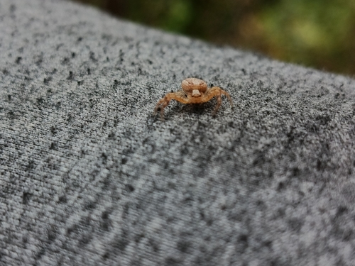 Ground Crab Spiders