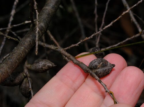Hakea ulicina, photograph 6