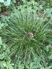 Carex remota