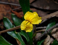 Goodenia geniculata, photograph (c) Peter Crowcroft, some rights reserved (CC BY)