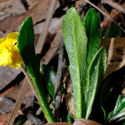 Goodenia geniculata, photograph 5