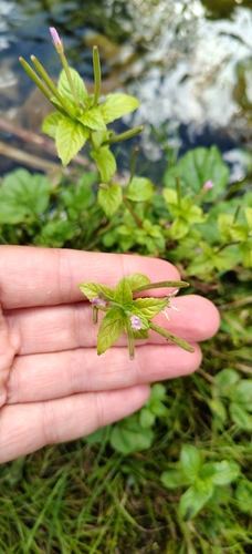 Epilobium roseum, photograph 1