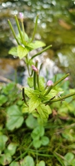 Epilobium roseum, photograph (c) Полина Полежанкина, some rights reserved (CC BY)