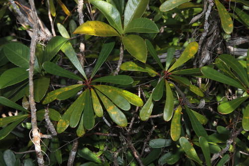 Codiaeum oligogynum observed 2026-04-10