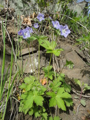 Geranium platyanthum