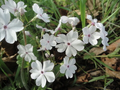 Primula sieboldii