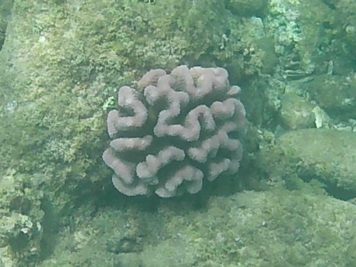 Pocillopora meandrina, 2026-09-01