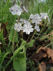 Primula sieboldii