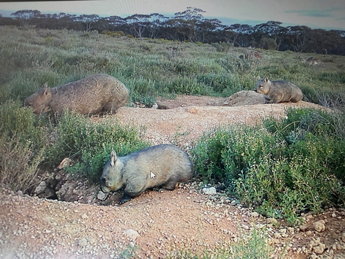 Southern Hairy-nosed Wombat