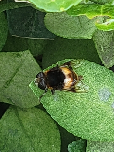 Phytomia zonata