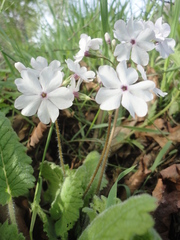 Primula sieboldii