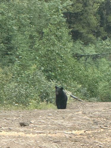 Black Bear sighting near East Kootenay