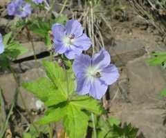 Geranium platyanthum