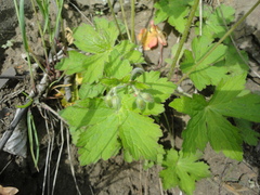Geranium platyanthum