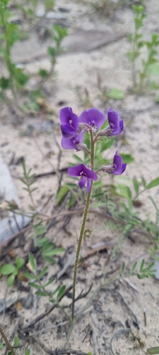 Swainsona sericea, 2026-09-02