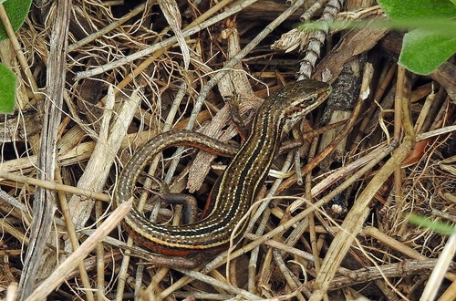 Pseudemoia pagenstecheri, 2026-09-02