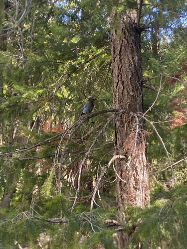 iNaturalist observation photo of Steller's Jay