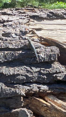 iNaturalist observation photo of Western Fence Lizard