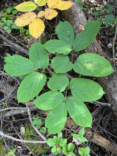 wild sarsaparilla