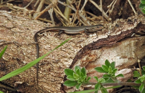 Pseudemoia pagenstecheri, 2026-09-02