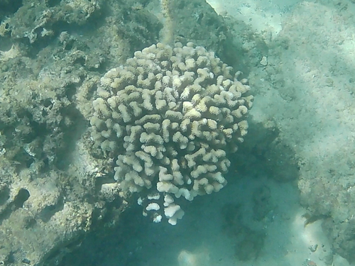 Pocillopora meandrina, 2026-09-01