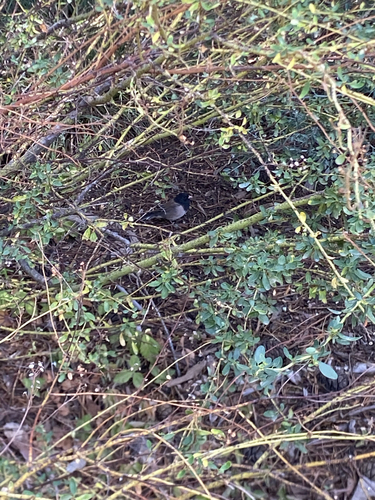 iNaturalist observation photo of Dark-eyed Junco