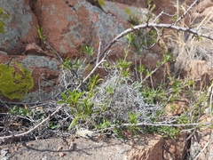 Rhamnus erythroxylum