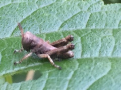 Parapodisma tenryuensis