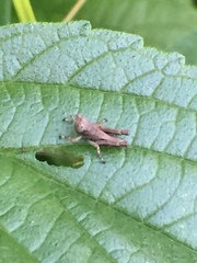 Parapodisma tenryuensis