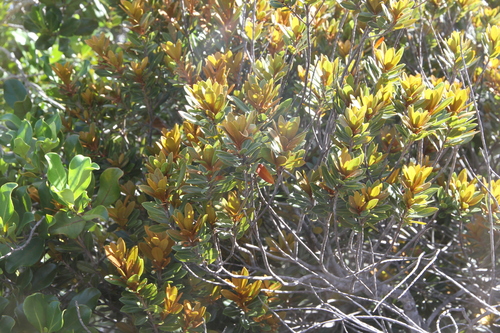 Pleioluma crebrifolia observed 2026-04-10