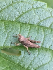 Parapodisma tenryuensis