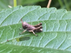 Parapodisma tenryuensis