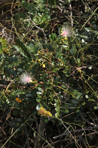 Serianthes observed 2026-04-10