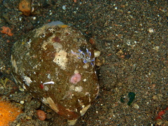 Phyllodesmium macphersonae