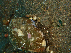 Phyllodesmium macphersonae