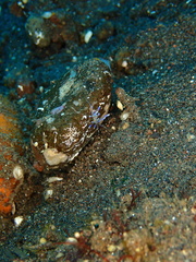 Phyllodesmium macphersonae
