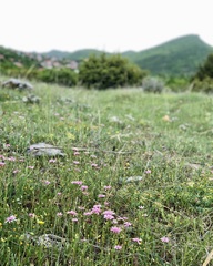 Crepis rubra