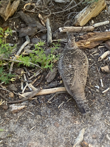 iNaturalist observation photo of Sooty Grouse