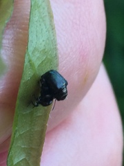 Euops splendidus