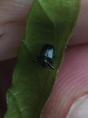Euops splendidus