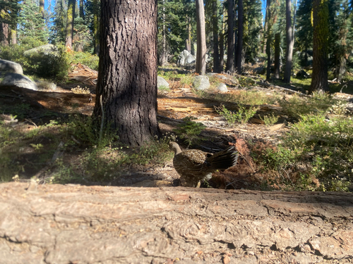 iNaturalist observation photo of Sooty Grouse