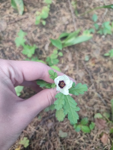 flower-of-an-hour