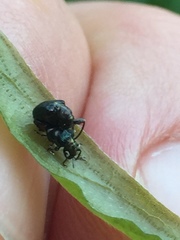 Euops splendidus