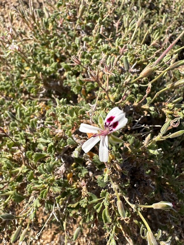 Pelargonium xerophyton, 2026-09-01