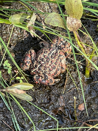 Western Toad