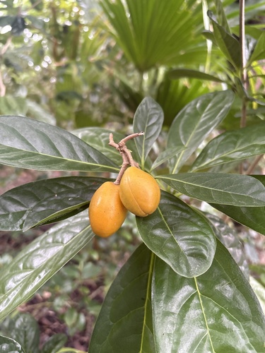 Pittosporum moluccanum observed 2026-09-02